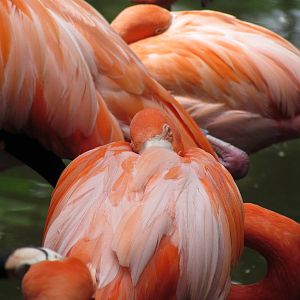 American Flamingos