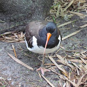 American Oystercatcher