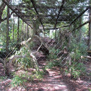 Amur Leopard Exhibit