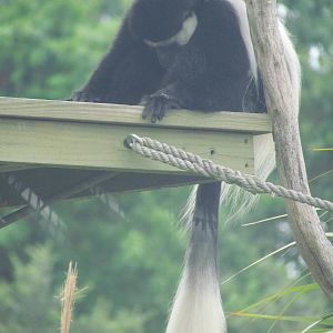 Angolan Colobus Monkey