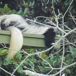 Angolan Colobus Monkey Looking Very Lazy