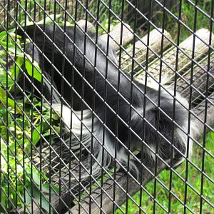 Angolan Colobus Monkey Lying Around