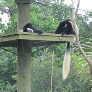 Angolan Colobus Monkeys