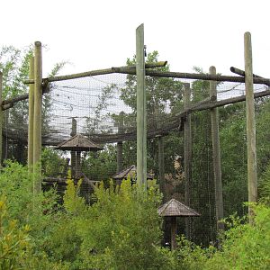 Angolan Colubus Monkey Exhibit
