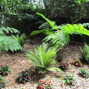 Australian Tree Ferns