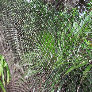 Aviary Fencing