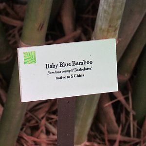 Baby Blue Bamboo