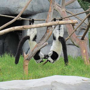Black and White Ruffed Lemurs
