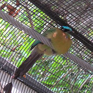 Blue-Crowned Motmot