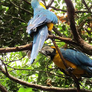 Blue and Gold Macaws