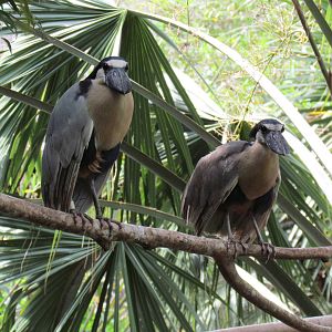 Boat Billed Herons