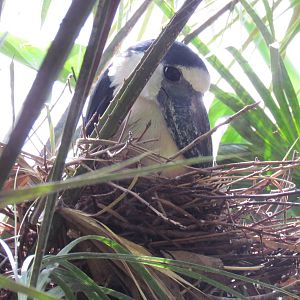 Boat Billed Heron on Nest