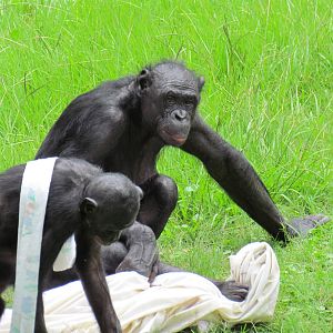 Bonobos Playing