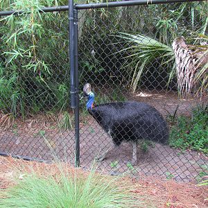 Cassowary