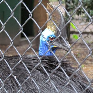 Cassowary Up Close
