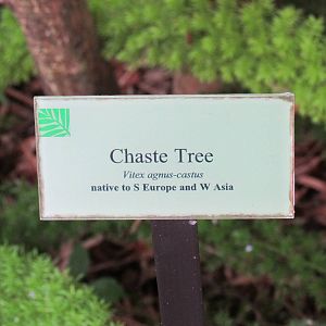 Chaste Tree