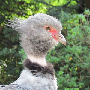Crested Screamer