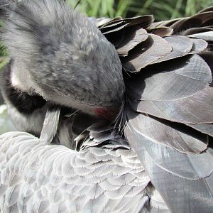 Crested Screamer Preening