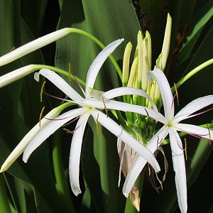 Crinum Lily Flower