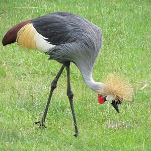 East African Crowned Crane