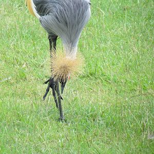 East African Crowned Crane Foraging