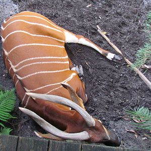 Eastern Bongo