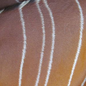 Eastern Bongo Fur