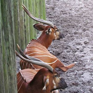 Eastern Bongos in Shade