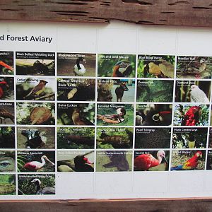 Emerald Forest Aviary Birds