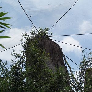Fake Tree Holding Up Netting