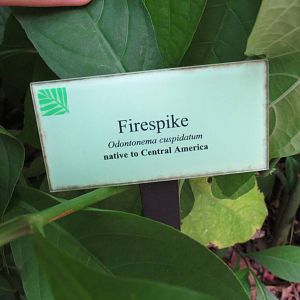 Firespike