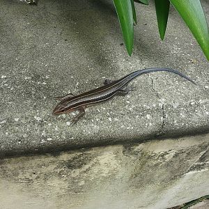 Five Lined Skink