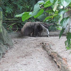 Giant Anteater