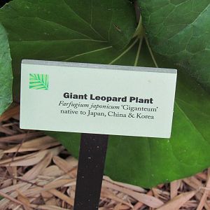 Giant Leopard Plant