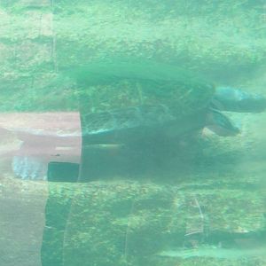 Giant South American River Turtle