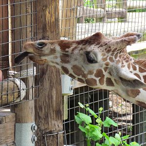 Giraffe Being Fed Lettuce