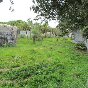 Gorilla & Angolan Colobus Monkey Exhibit