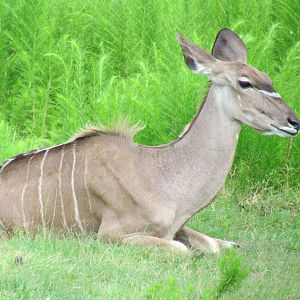 Greater Kudu