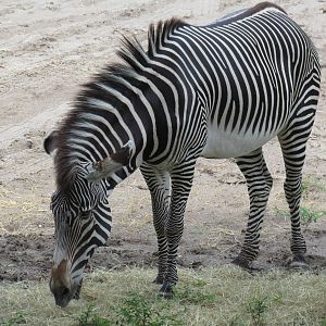 Grevy's Zebra