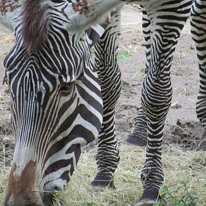 Grevy's Zebra Closeup