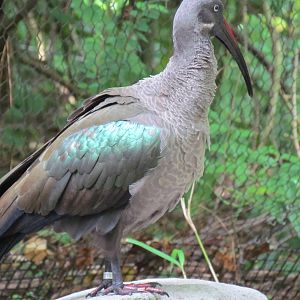 Hadada Ibis