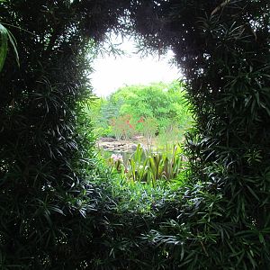 Hedge Window