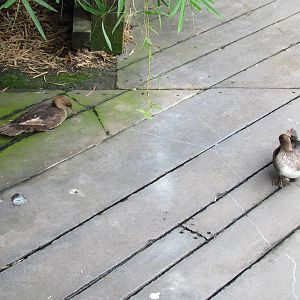 Hooded Merganser Hens