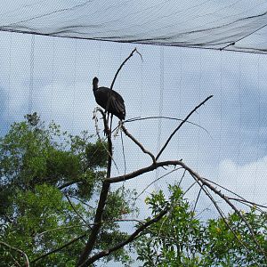 Ibis in River Valley Aviary