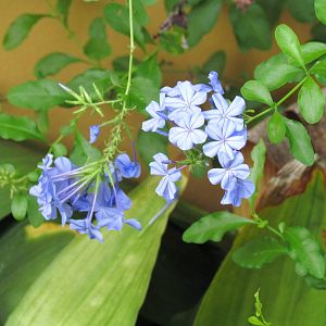 Imperial Blue Plumbago