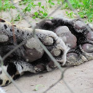 Jaguar Paws