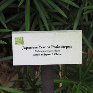 Japanese Yew