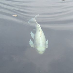 Koi Swimming to Us