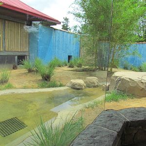 Komodo Dragon Exhibit