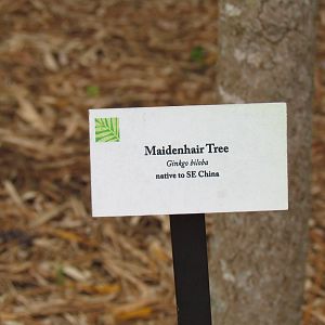 Maidenhair Tree